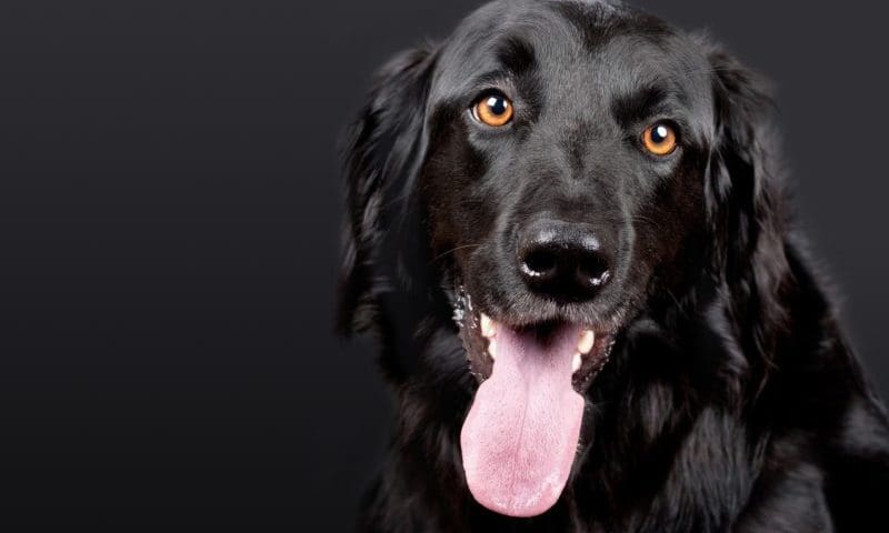 IAMS announced as official Flyball sponsors