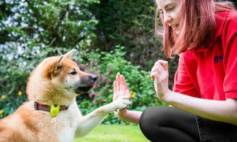 Pet food company recognised in top 30