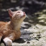 Merrick Purrfect Bistro launches Purrfect Choice Awards