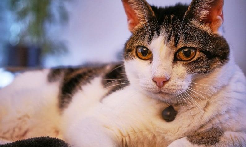 Comparison site adds pet insurance to its offering