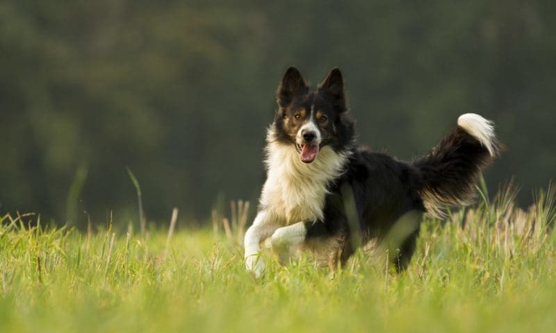 Health products take the lead in the pet market