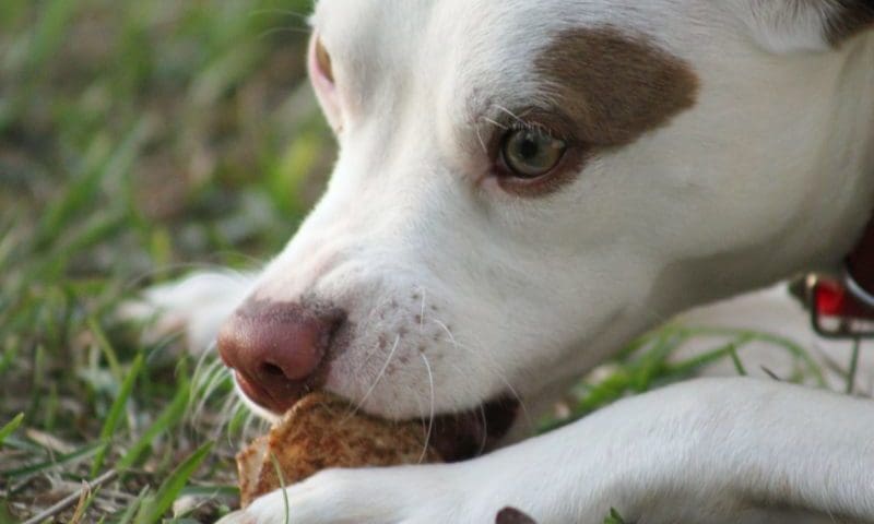 PFMA responds to raw food study