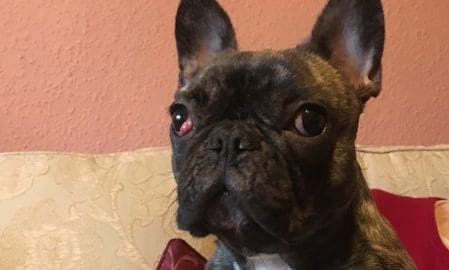 Groundbreaking heart procedure used to save puppy