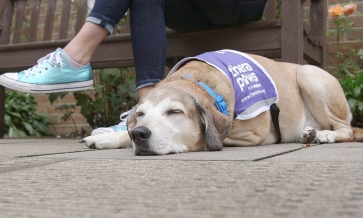 Support Pets: TheraPaws