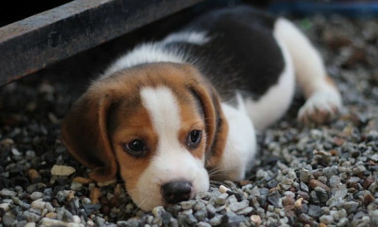 Charity welcomes new crackdown on puppy trade