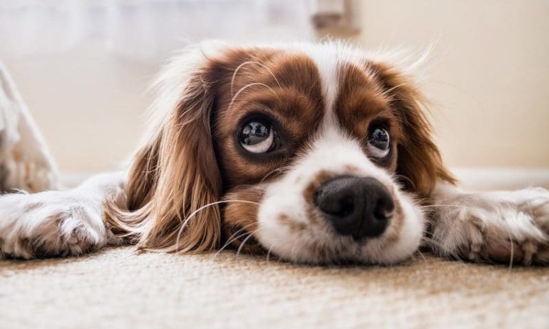 Labour introduces new animal welfare draft policy