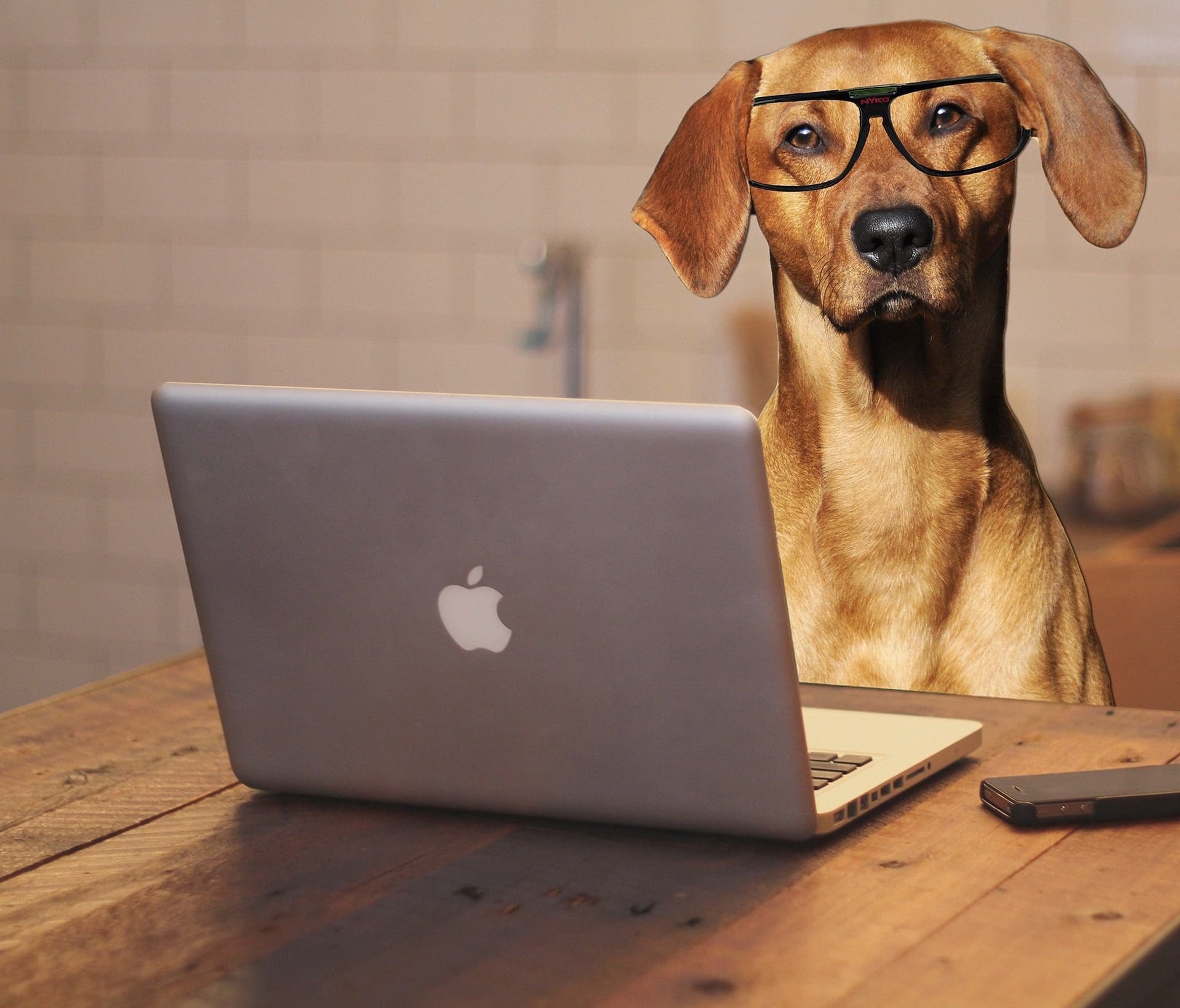 UK Bring Your Dog to Work Day to take place on Friday