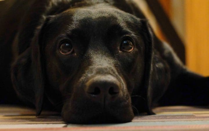 New pop-up exhibition about pet ownership opens