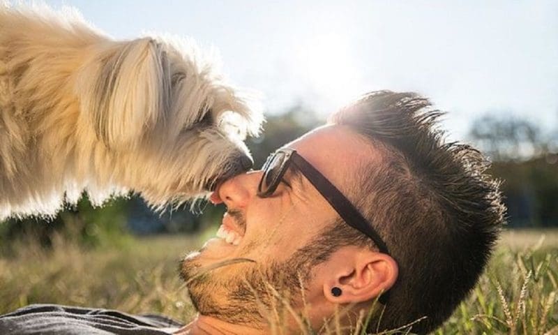 Pets
