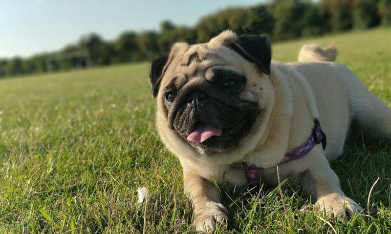 ‘Stop promoting Pugs this Valentine’s Day’, claim vets