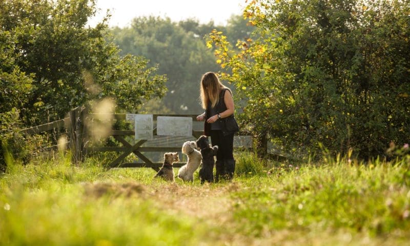 Pet company launches Foundation to help dogs