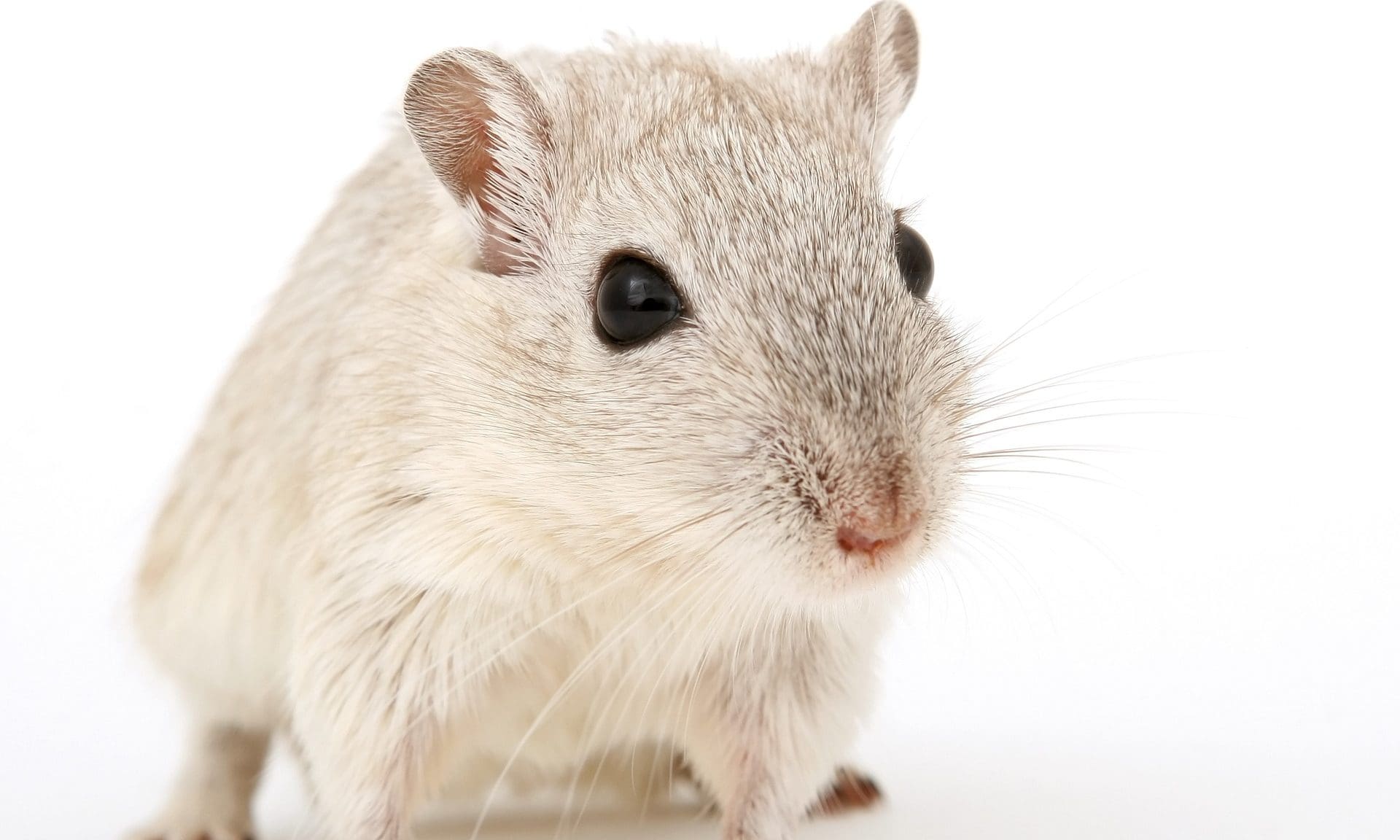Five animal welfare needs