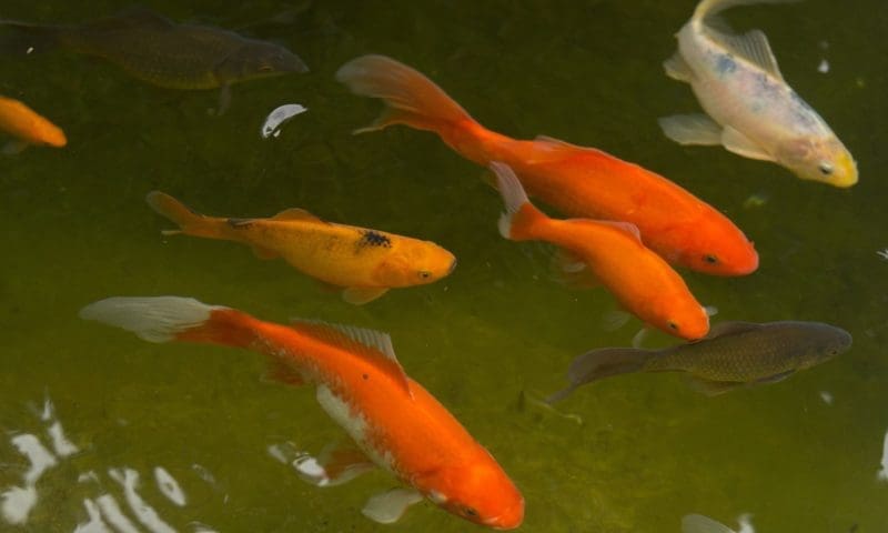 Tetra