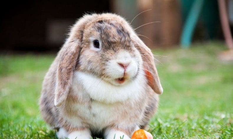 Looking after small animals in hot weather