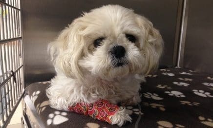 Dog has major surgery after swallowing ice lolly stick during heatwave