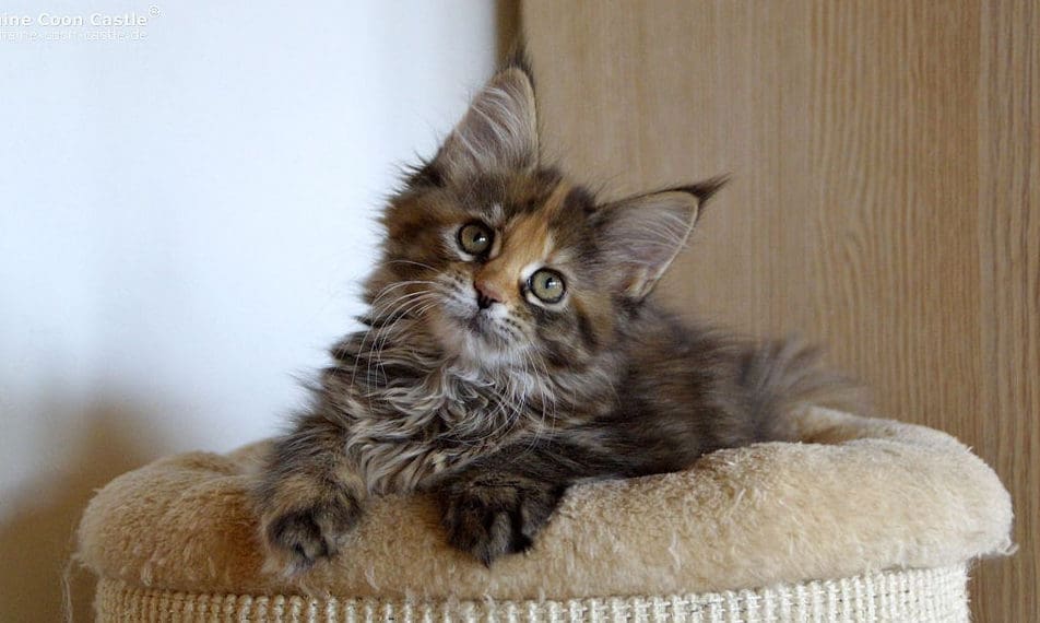 Pet owners claim their cats and dogs have saved them from danger