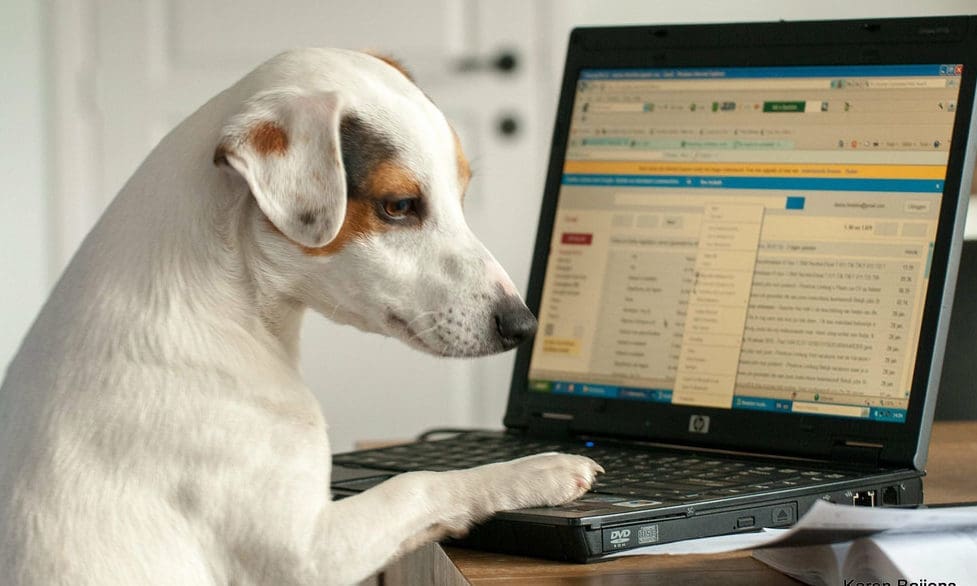 Private equity and debt capital markets underpinning a sellers’ market in the pet industry