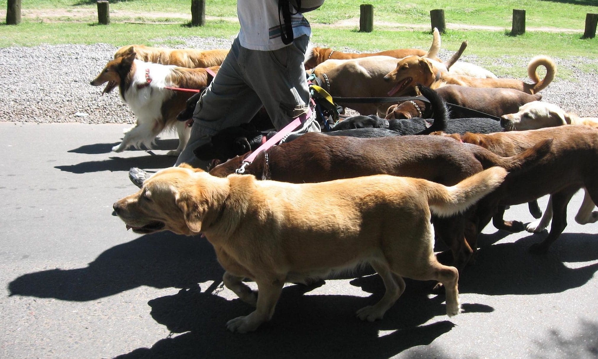 Skinner’s sponsor Woofers Winter Walk