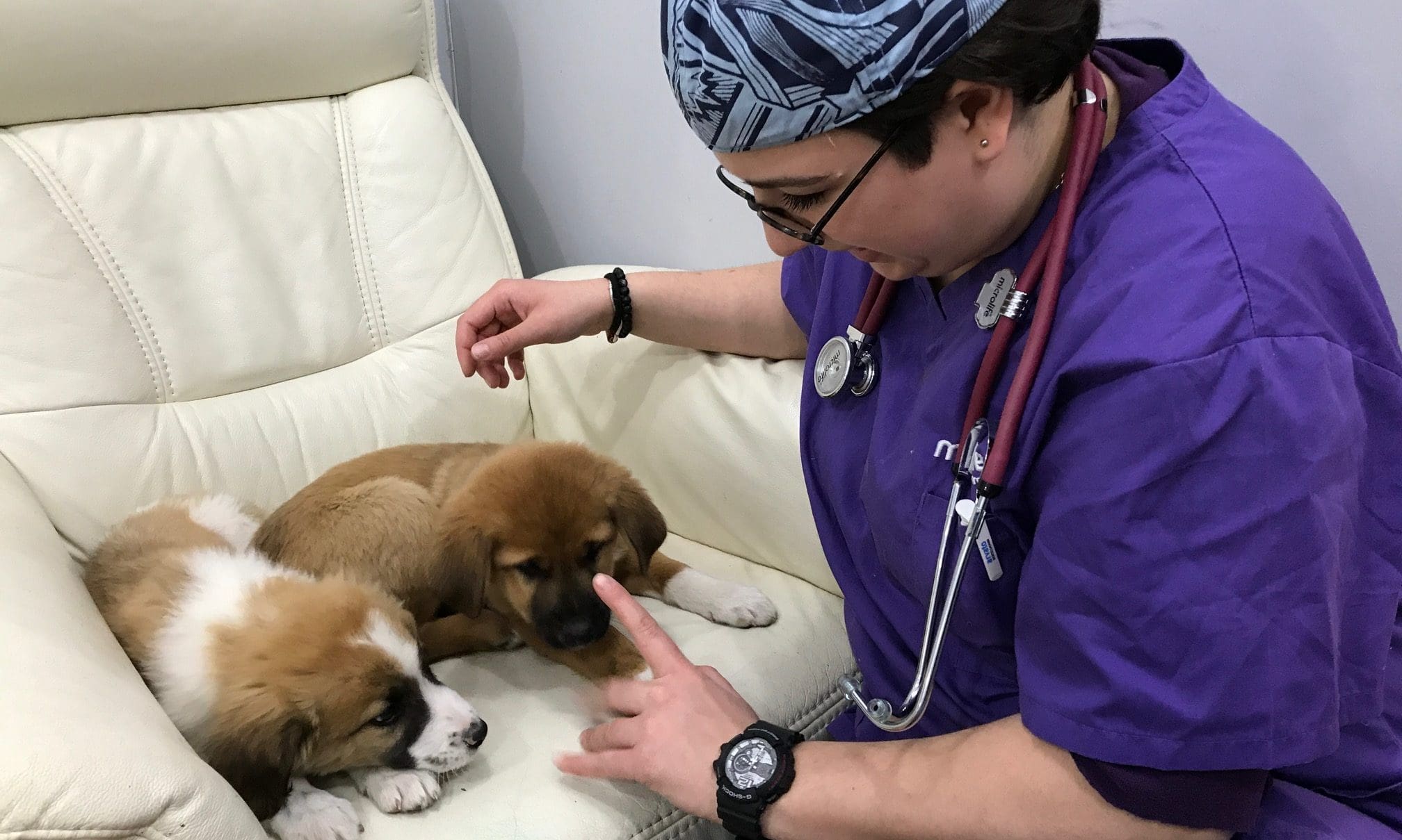 Mayhew rescues 18 stray dogs on a US marine base in Georgia