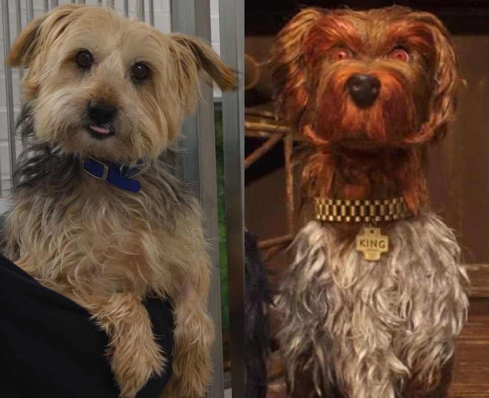Battersea’s Isle of Dogs lookalikes hoping to find fame and fortune