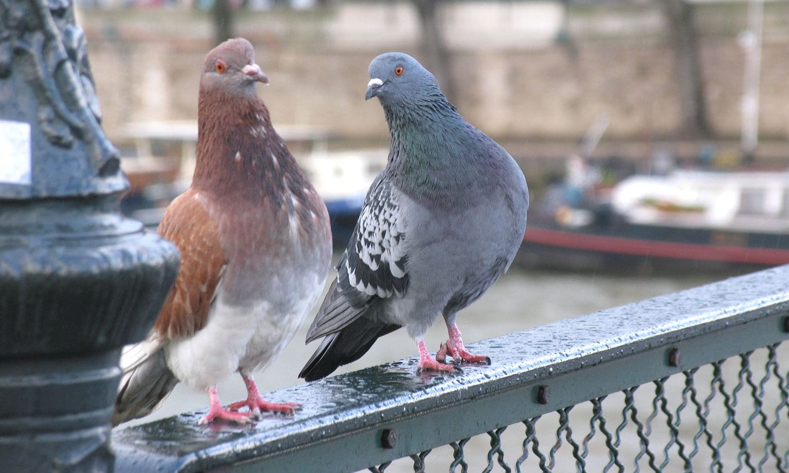 Pet shop owner threatened with legal action after feeding wild birds