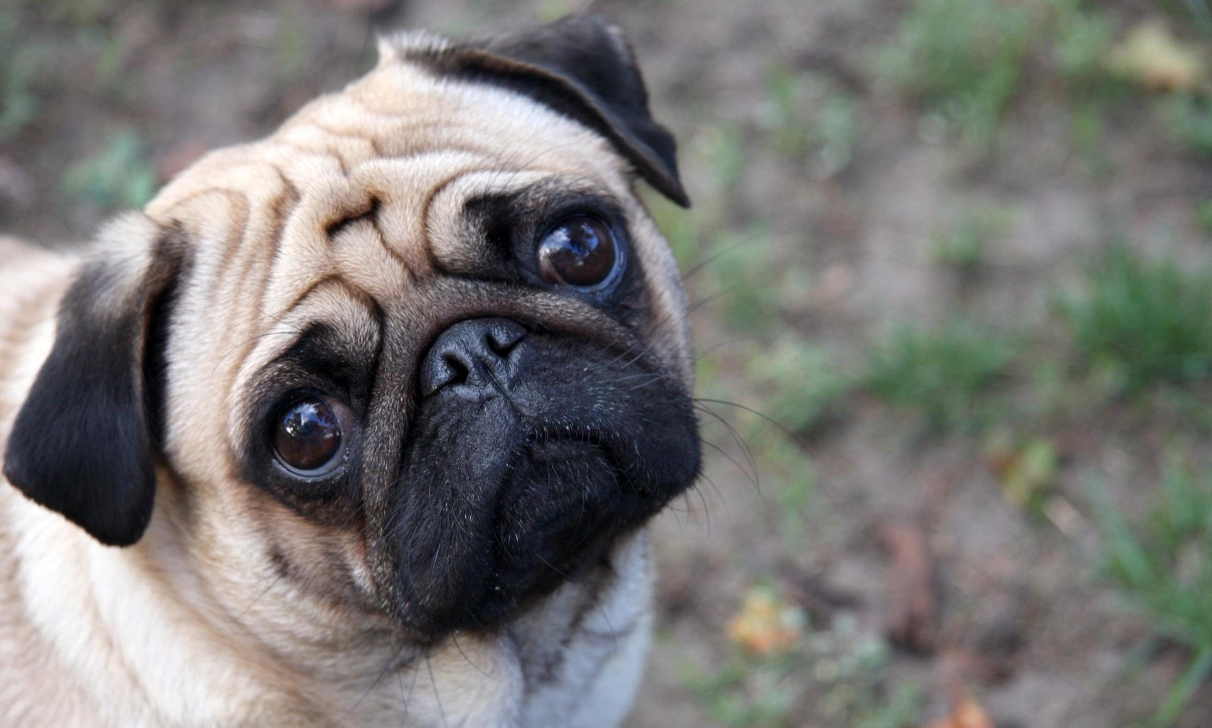 Research finds petting a dog can lower human blood pressure by 10 percent