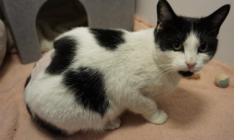 Stray cat found with air gun pellet lodged near spine