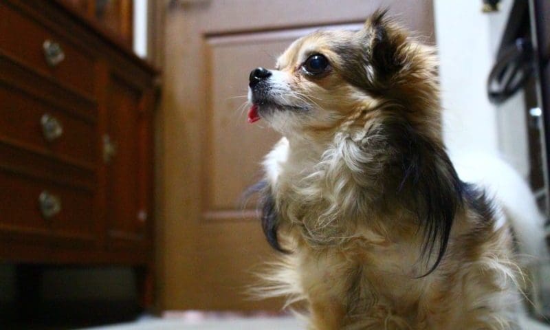 ‘We can’t compete with online pet sales’, claims charity