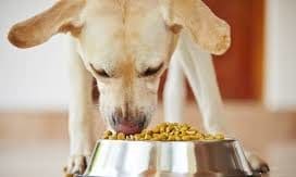 Vet’s Kitchen launches new ‘Puppy Pack’ product for new pet owners