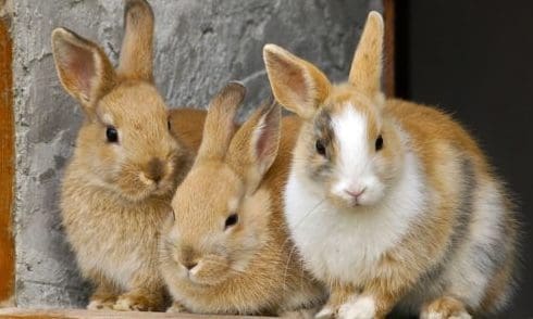 Free webinar provides information on rabbit companionship