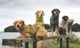 Danish pet retailer partners with Sporting Saint