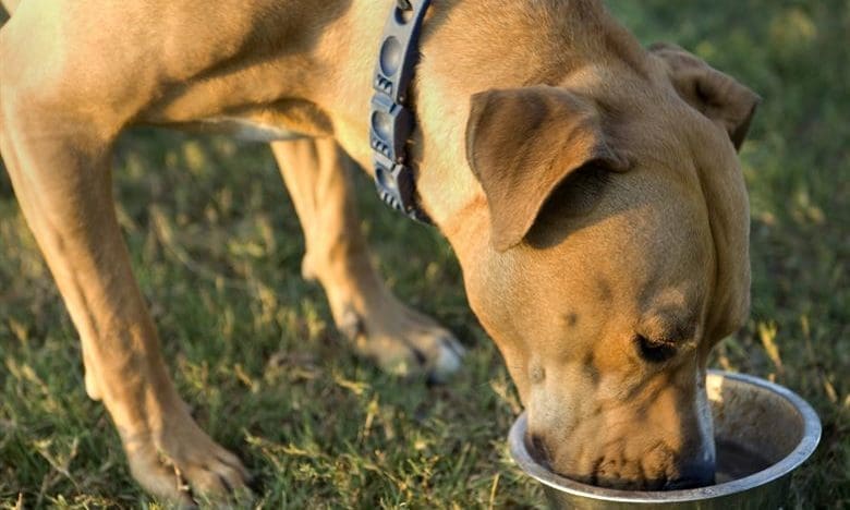 Cotswold Raw to go on tour to promote healthy eating for pets