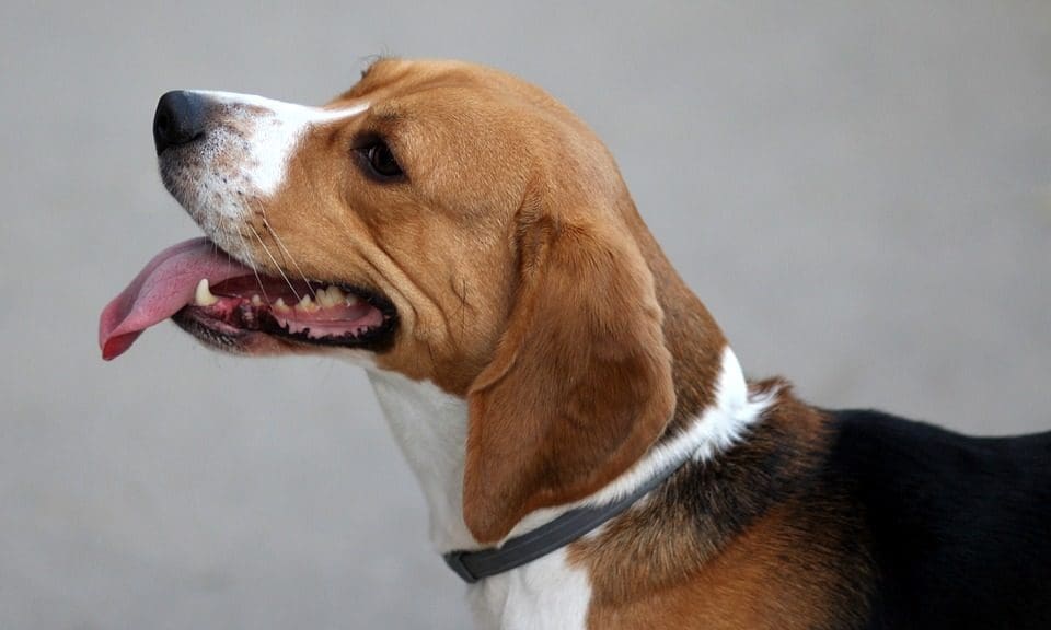 Meghan Markle’s dog sparks ‘Beaglemania’