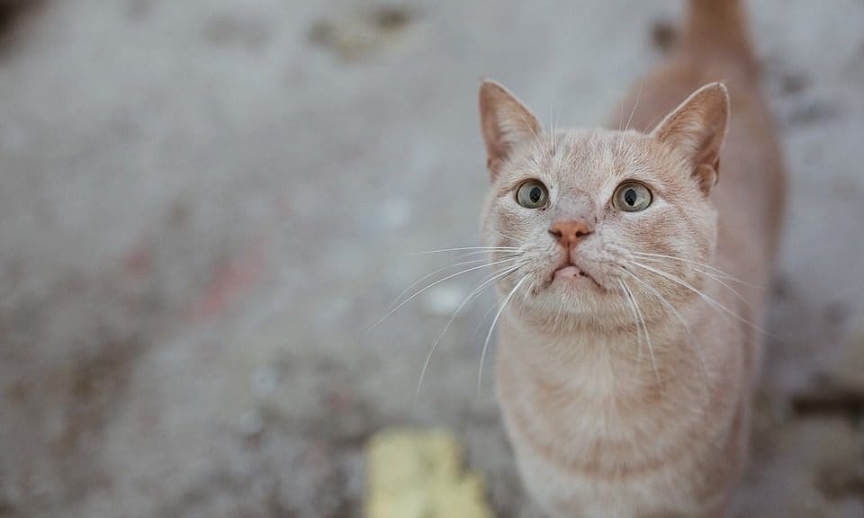 Village residents’ cat ‘eradication’ petition rejected by parliament
