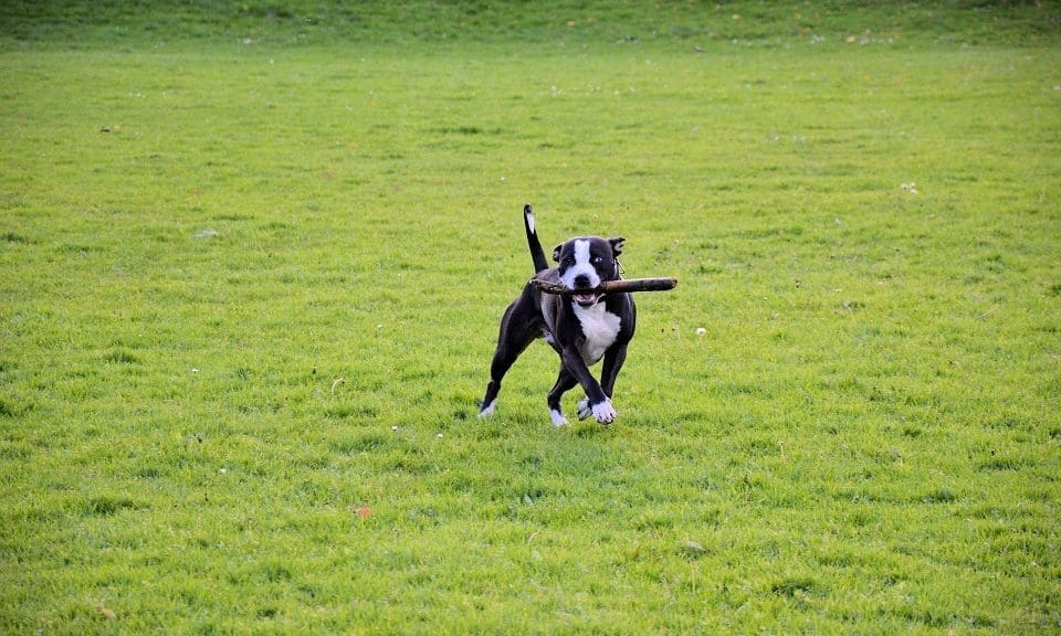 Scotland councillor eyes dog ban in parks