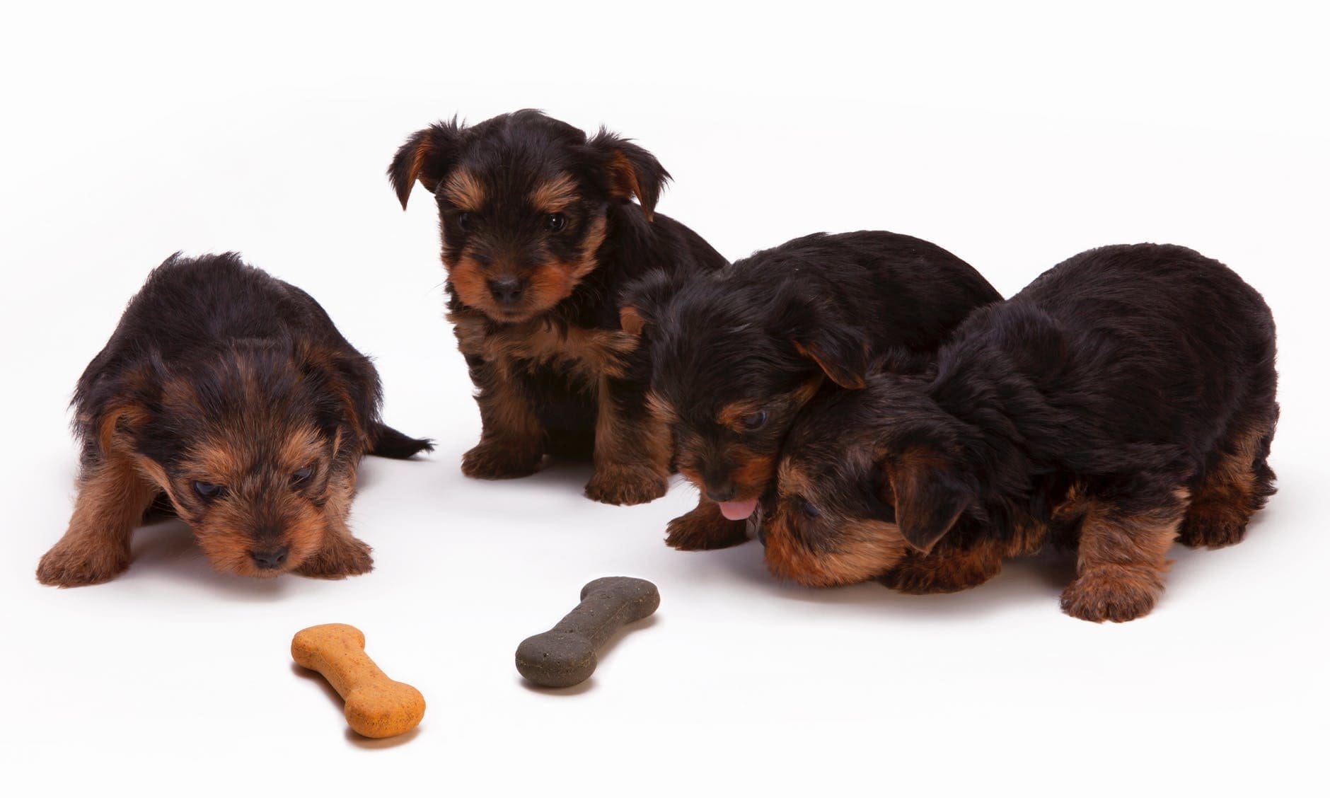 Pet food ingredients market to be worth $45.44bn (£33.3bn) by 2023