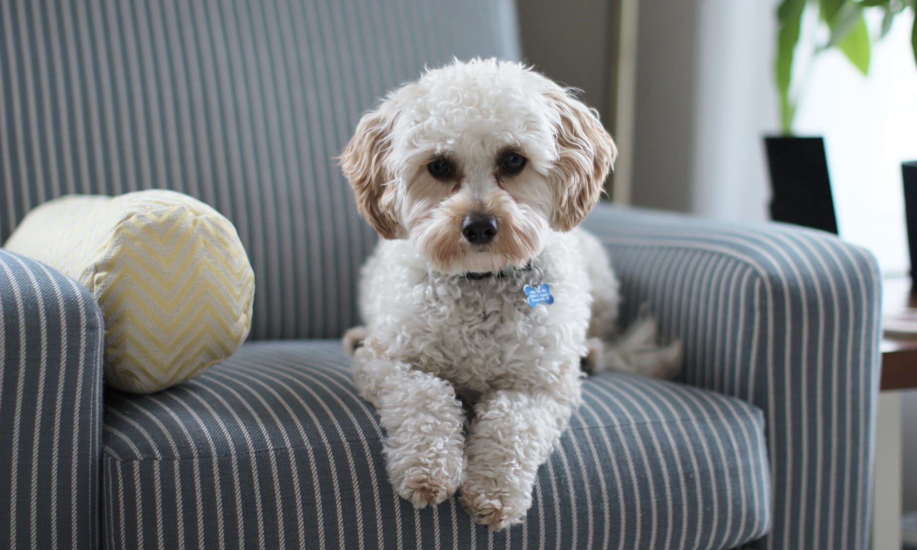 UK dog owners to spend £213m on their dogs this Christmas