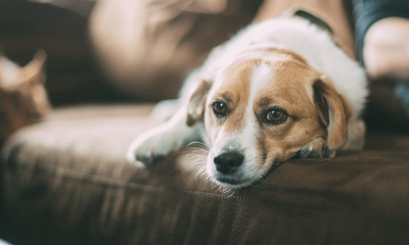 NOAH launches campaign to promote pet ownership for renters