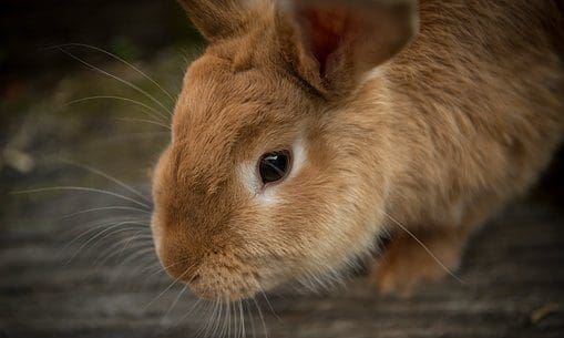 Pet rabbit brains have shrunk due to domestication, says new research