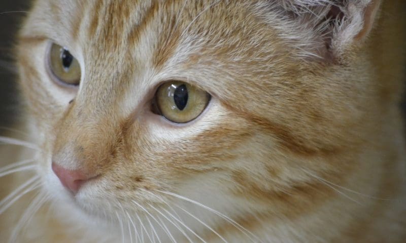 Animal welfare charity marks 35 years with day of debates