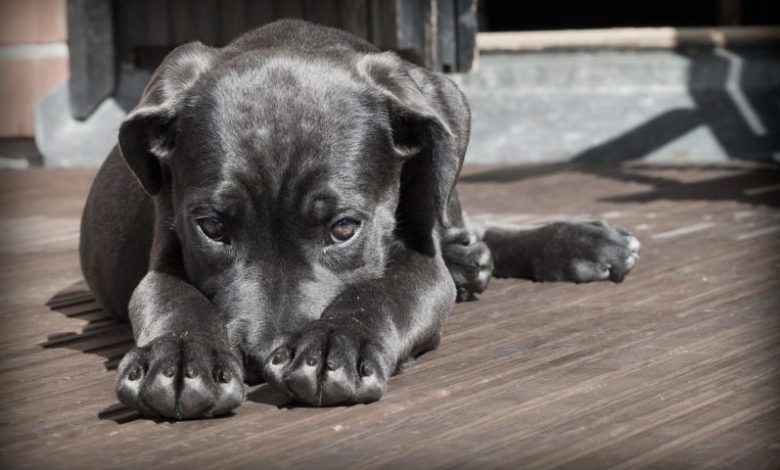 NOAH issues new blueprint for animal health and welfare | Post NOAH issues new blueprint for animal health and welfare | Post