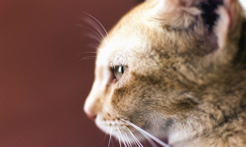 New pet social media app allows businesses to connect directly with owners