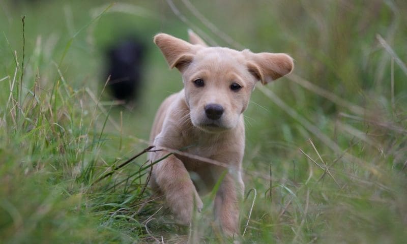 Denzel’s launches new training bites