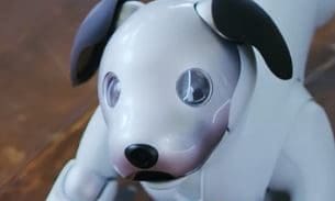 Sony says lonely dogs can learn social skills from ‘Aibo’ robot dog