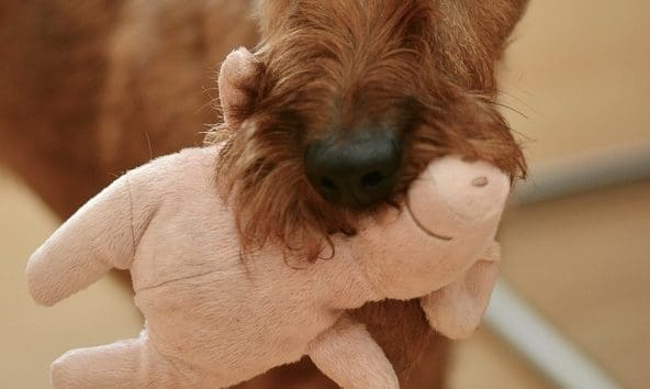 Skout’s Honour product to clean pet toys