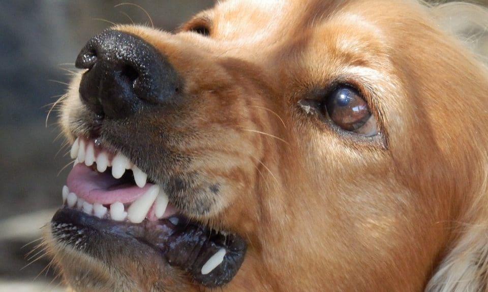 Government accused of ‘inaccurate information’ over dangerous dogs