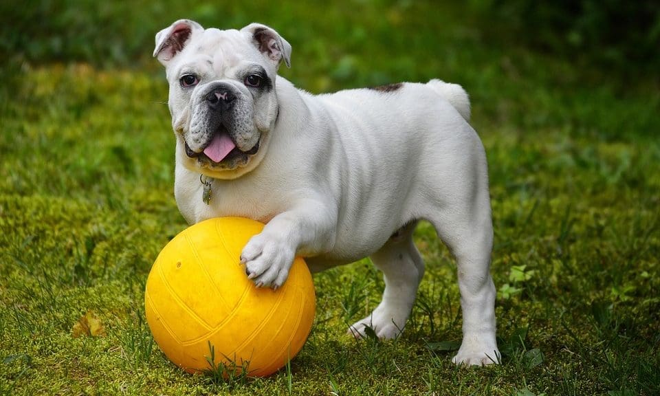 Brits to spend over £2bn on pet care products and services by 2023