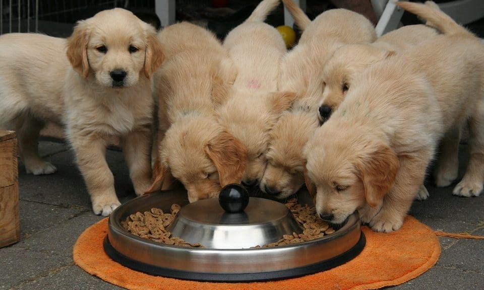 Grain-free dog food causes heart disease concerns