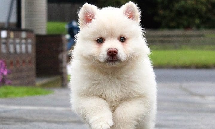 Rover.com acquires DogBuddy