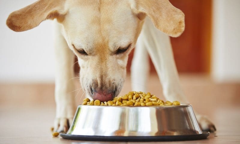 Is the pet food market experiencing a powershift?